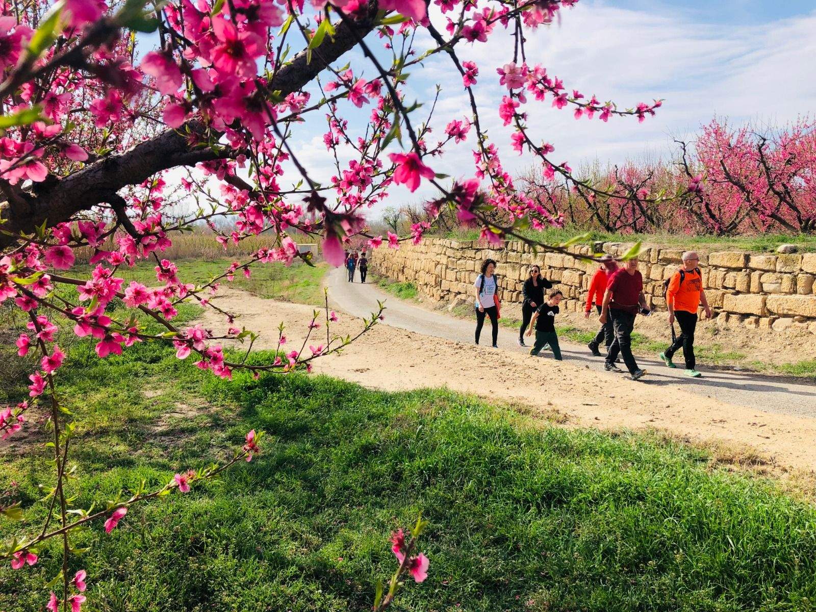 Ruta de la floración en Torrente de Cinca