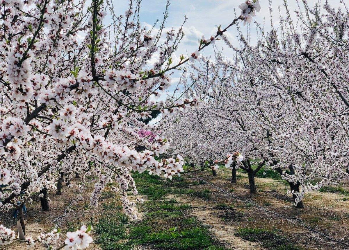 Ruta de la floración en Torrente de Cinca