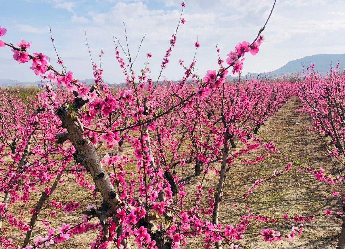Ruta de la floración en Torrente de Cinca