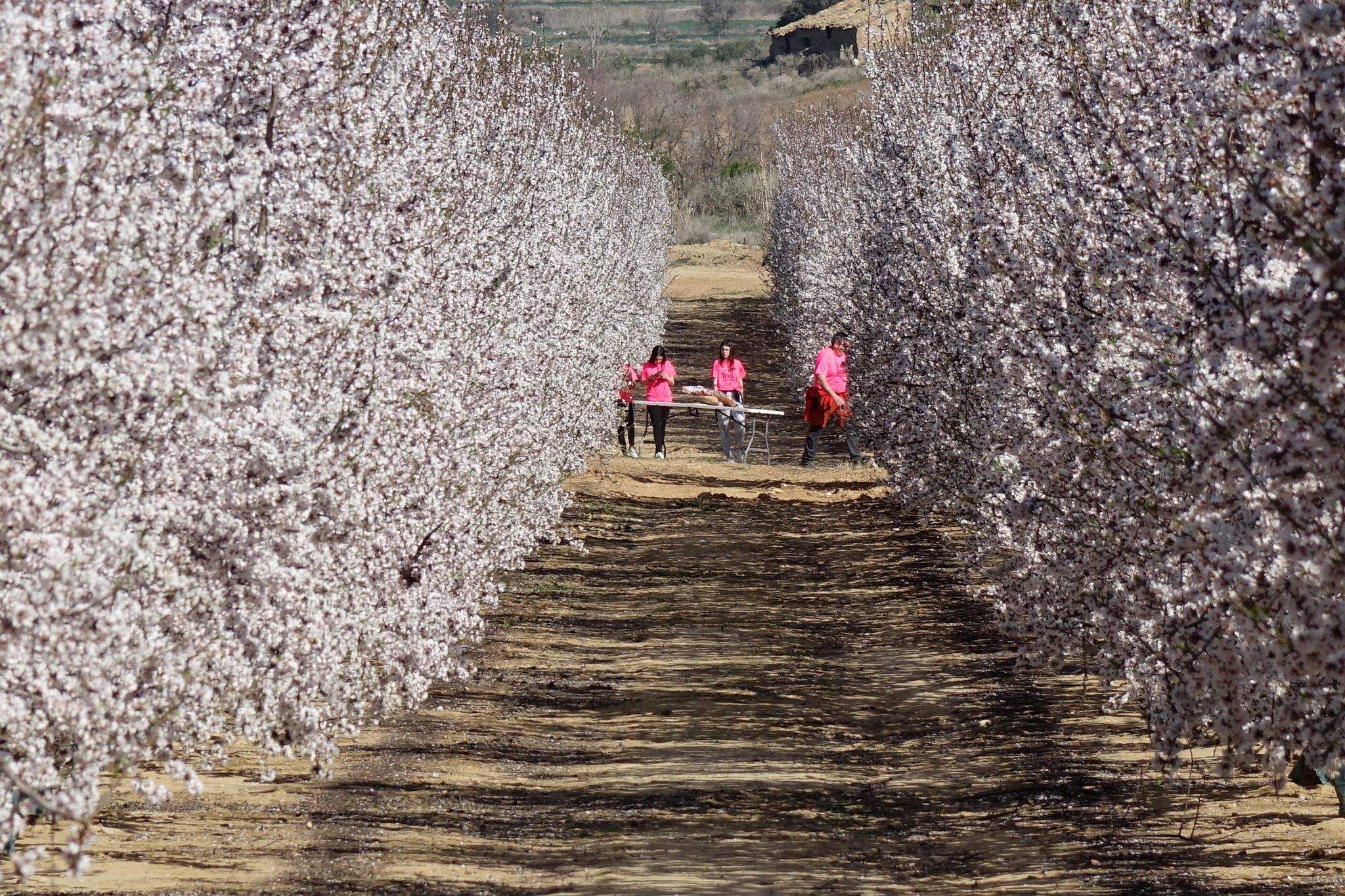 Trail Solidaria El Pino.