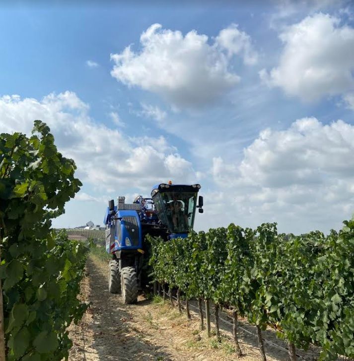 Cosecha en el Somontano, una de las cuatro denominaciones de origen de Aragón, que vendimiará 102 millones de kilos de uva