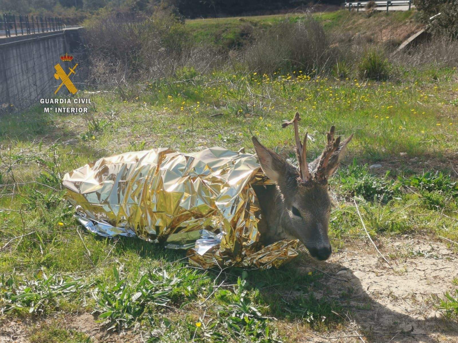 Corzo abrigado por la Guardia Civil