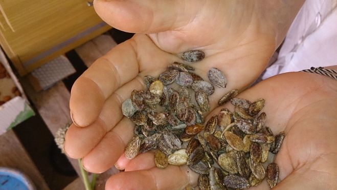 Guardianes de la biodiversidad hortícola en el Somontano Guardianes de la biodiversidad hortícola en el Somontano