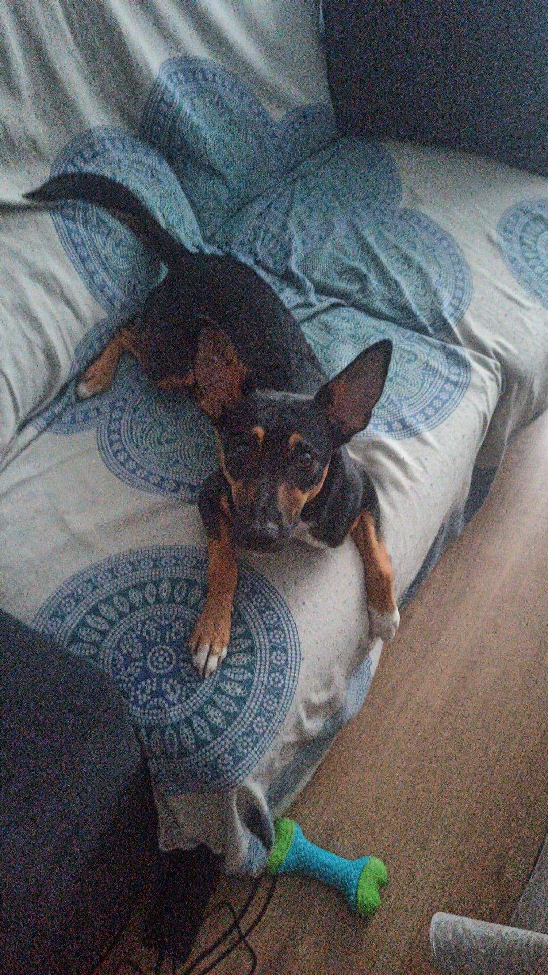 Groucho, perro perdido este viernes en Huesca