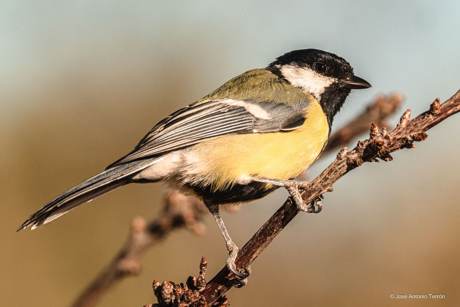 Carbonero. Foto José Antonio Terrón 