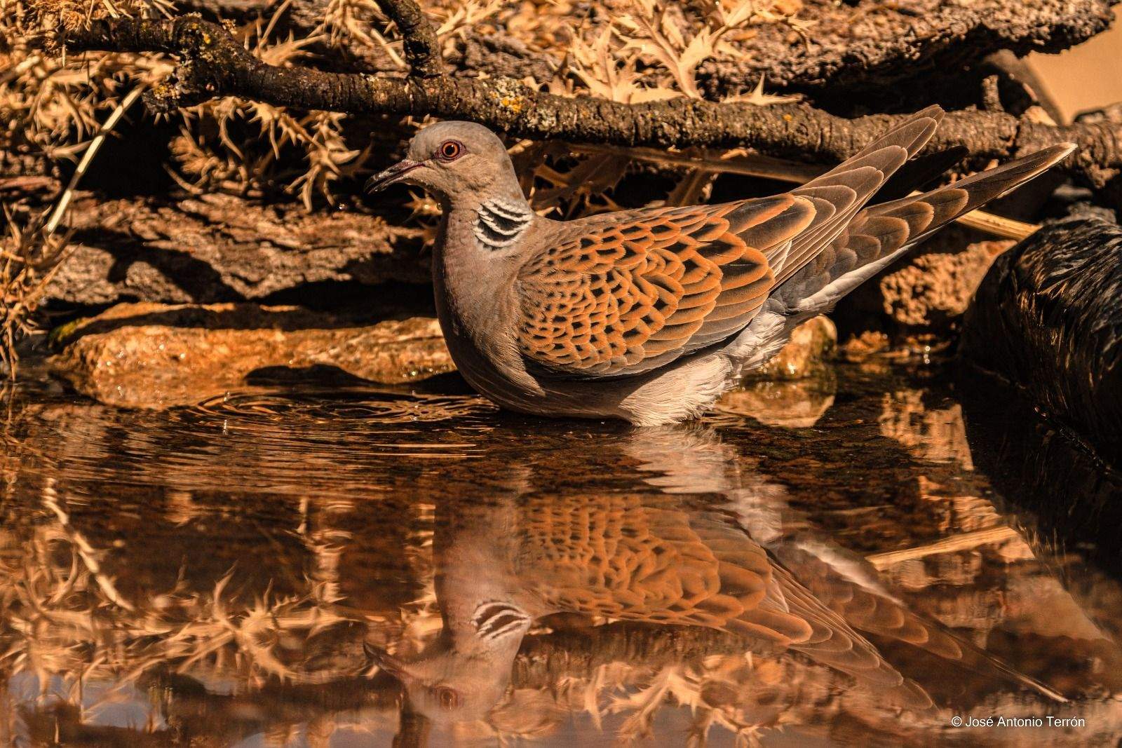 Tórtola Europea. Foto José Antonio Terrón 