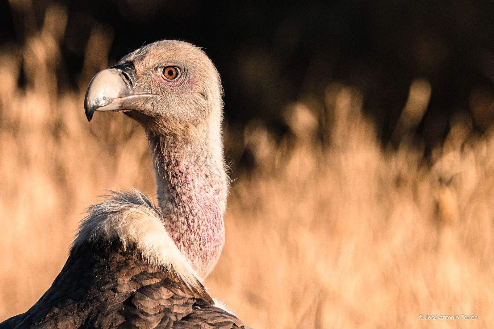 Buitre Leonado. Foto José Antonio Terrón