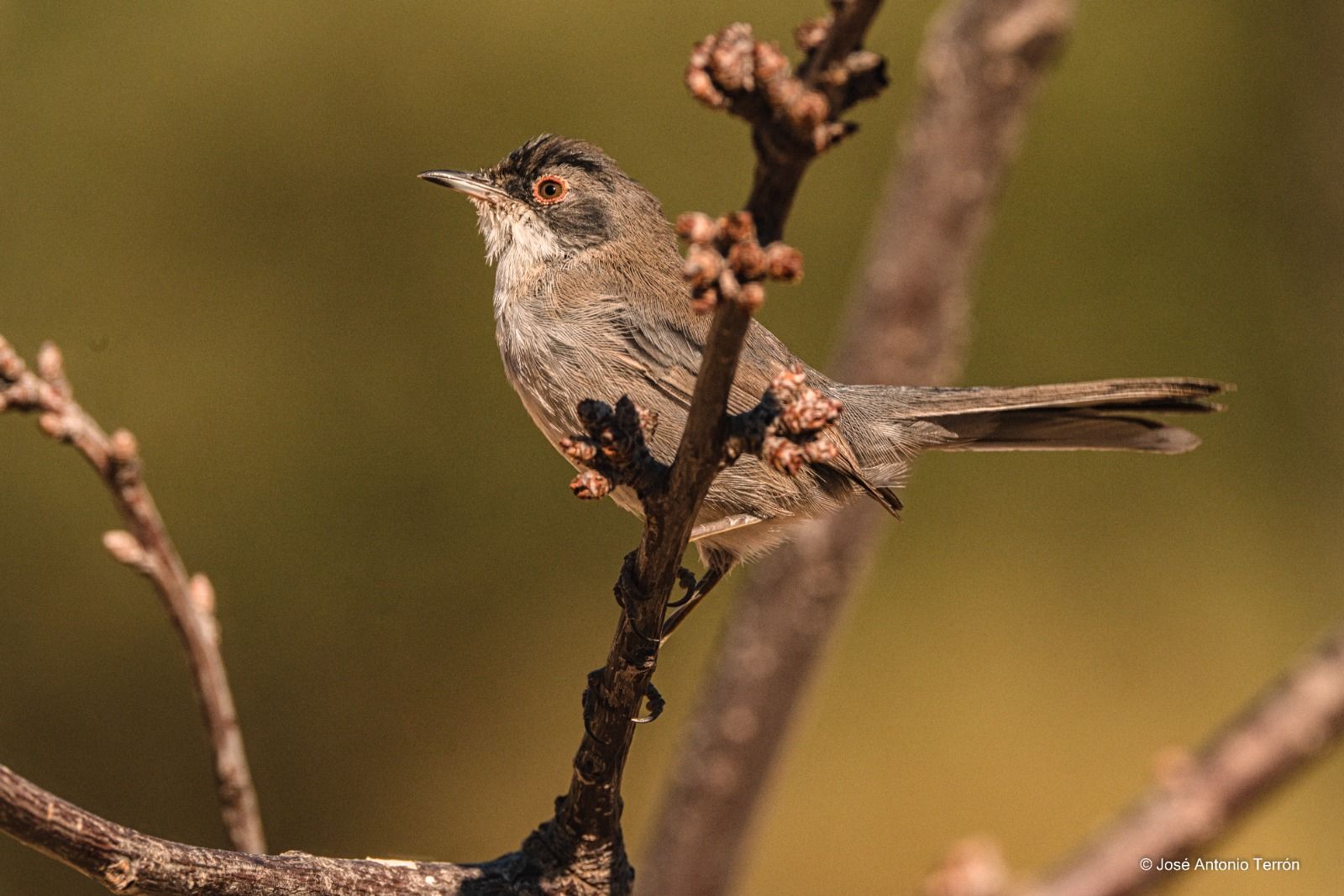 Curruca. Foto José Antonio Terrón 