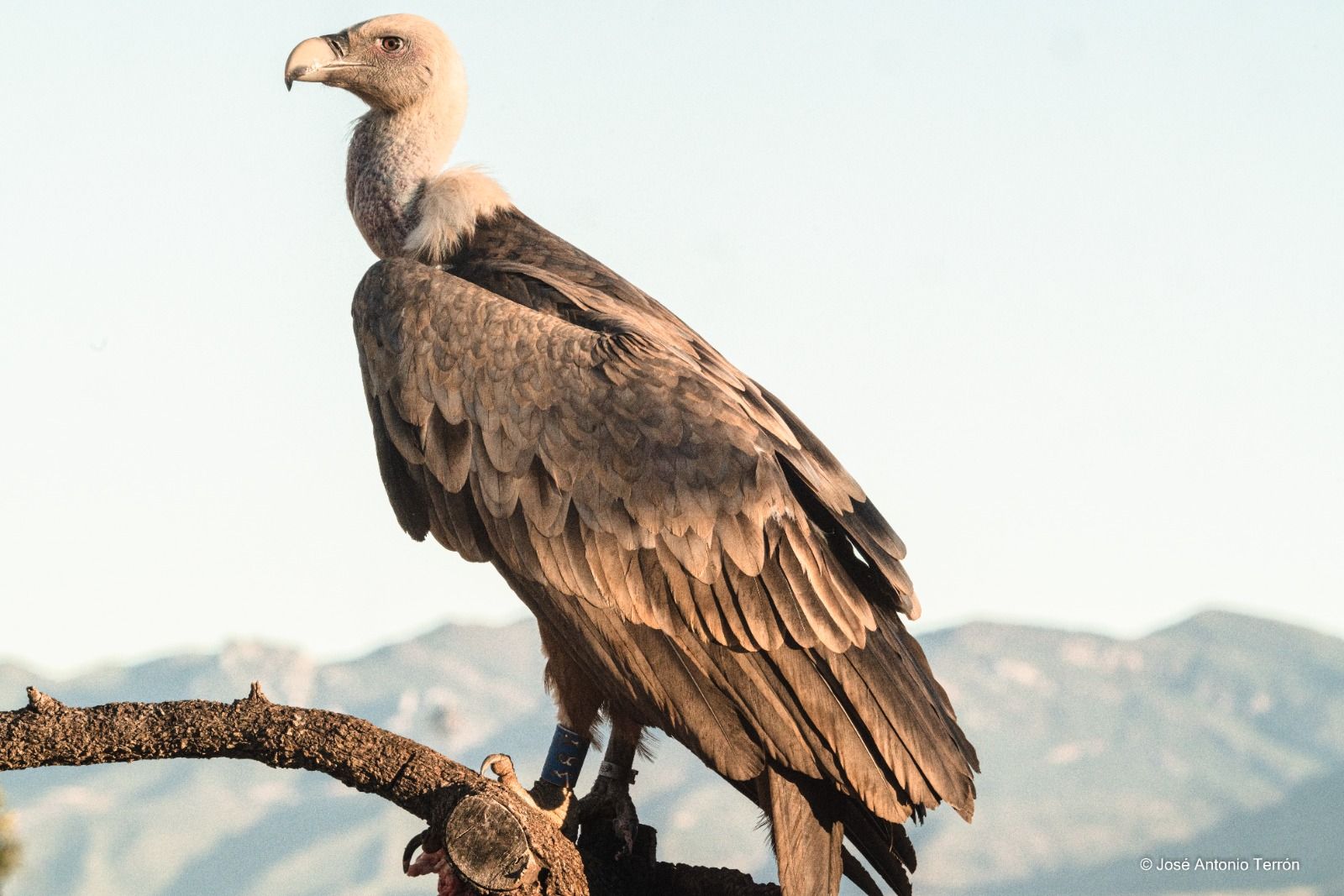 Buitre Leonado. Foto José Antonio Terrón