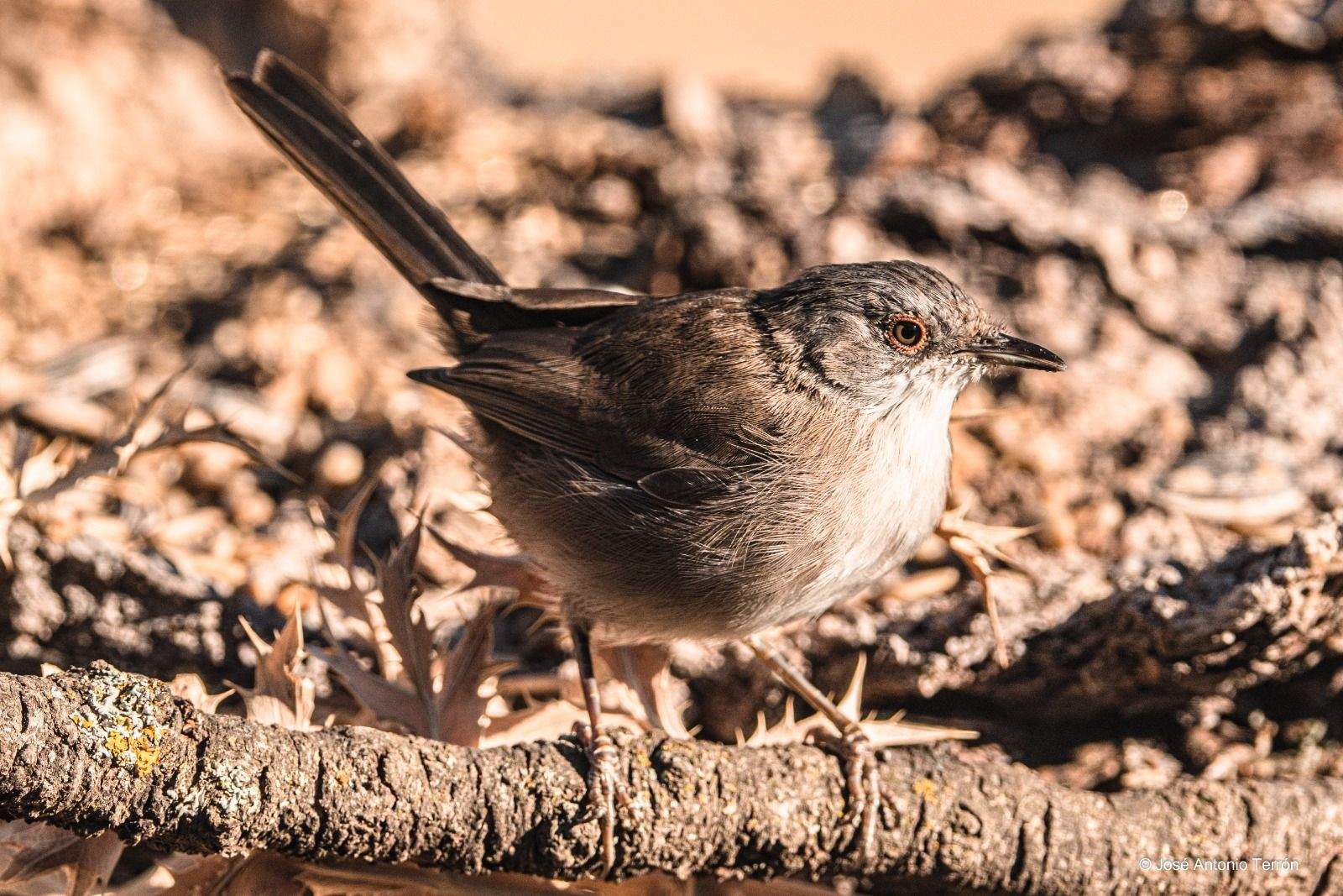 Curruca. Foto José Antonio Terrón 