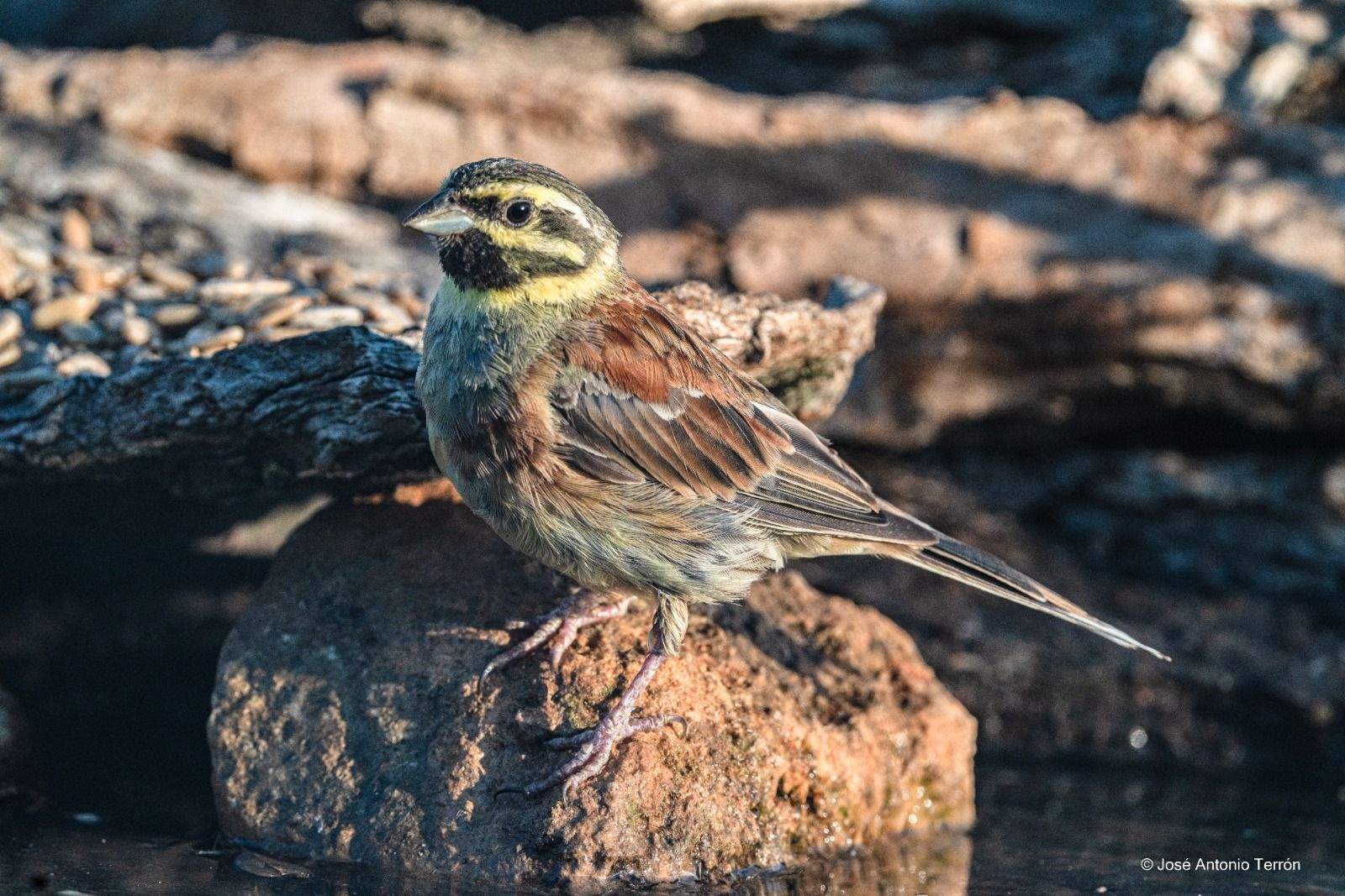 Escribano. Foto José Antonio Terrón 