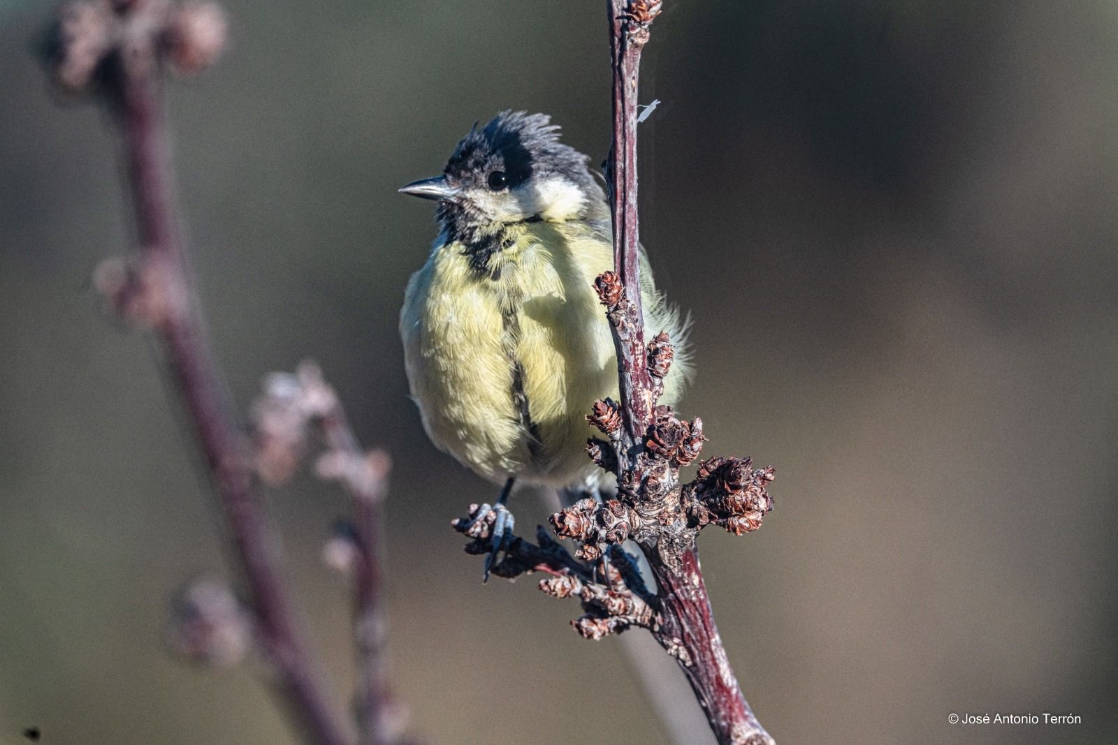 Carbonero. Foto José Antonio Terrón 
