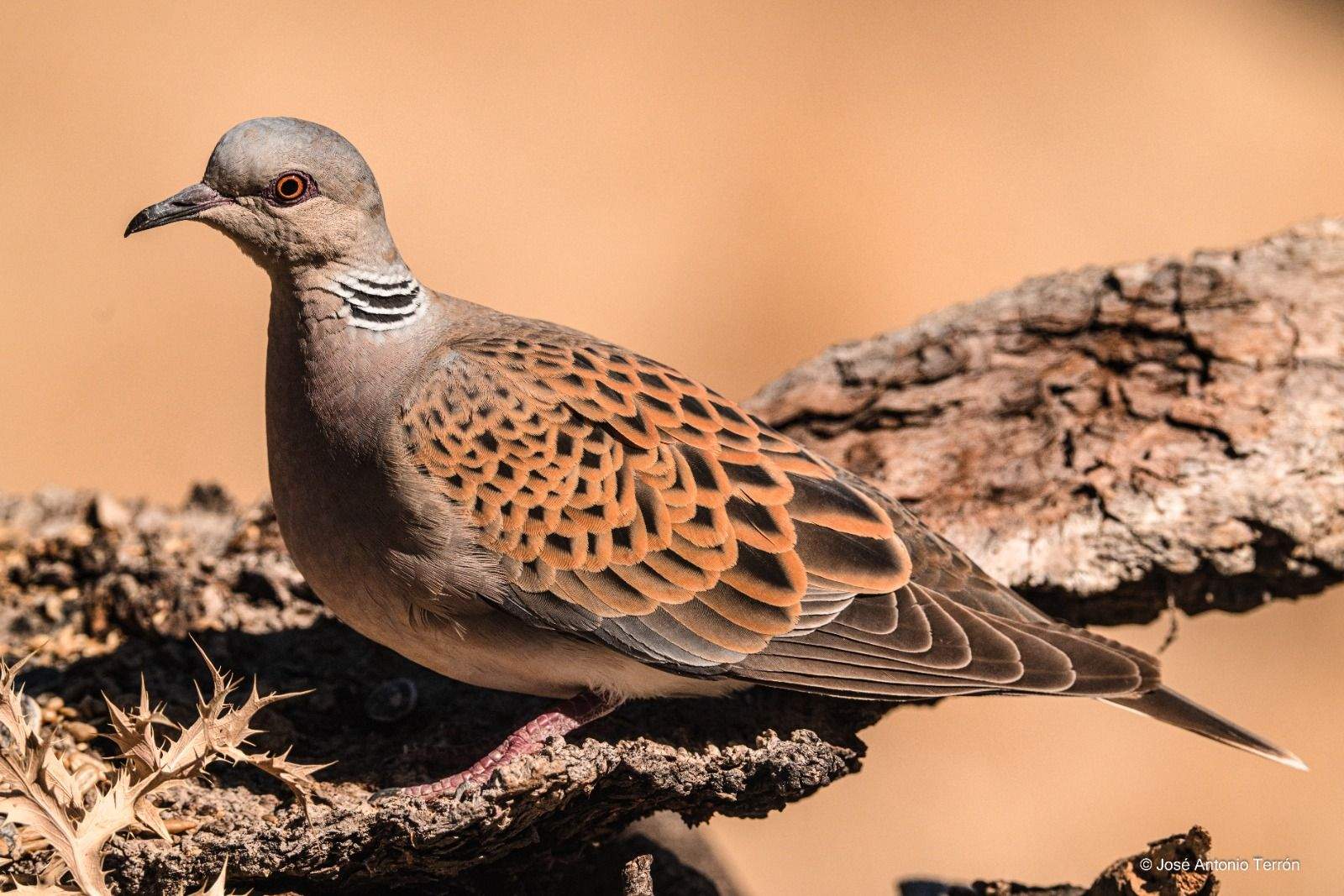 Tórtola Europea. Foto José Antonio Terrón 