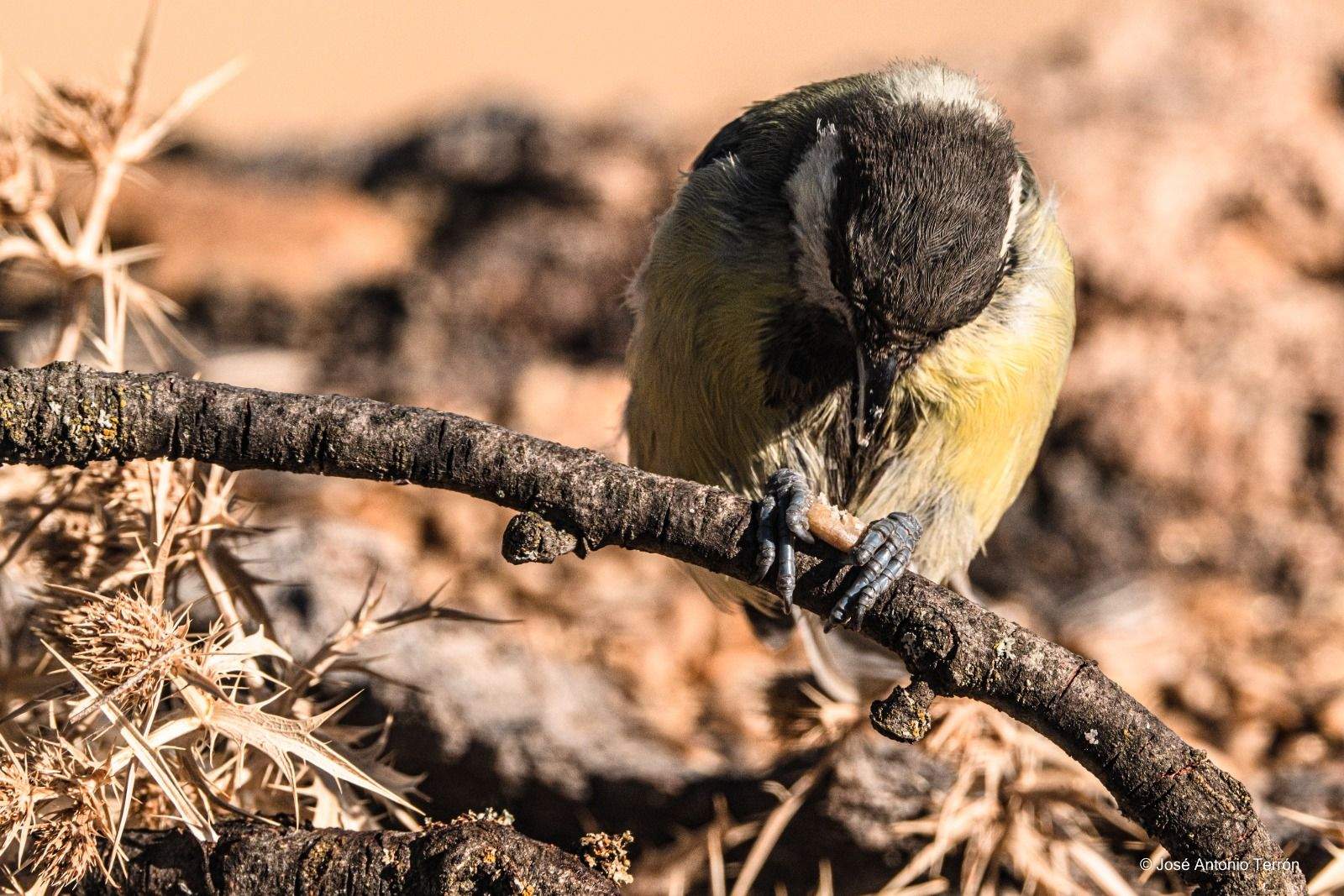 Un Carbonero, comiéndose una semilla. Foto José Antonio Terrón 