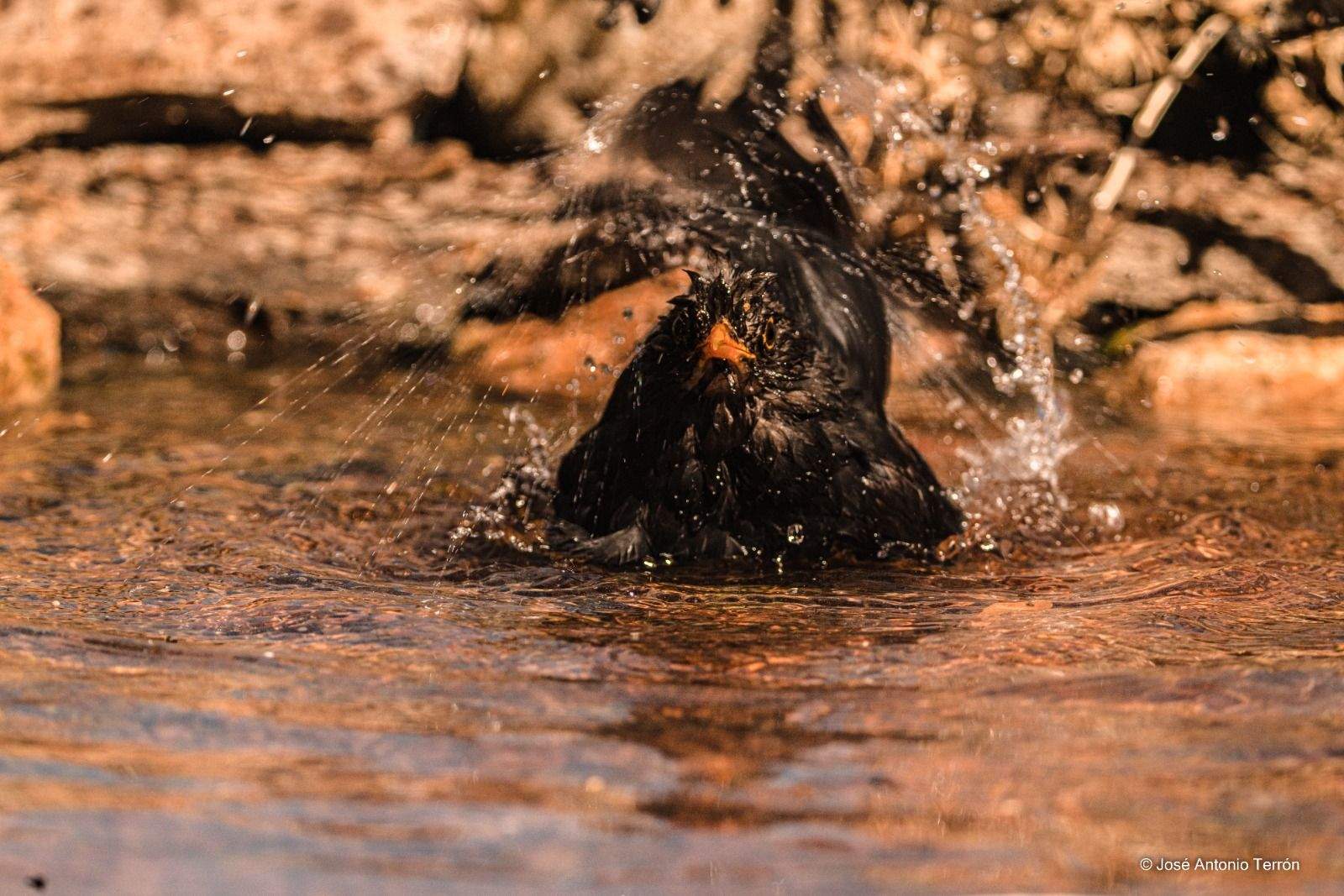 Mirlo bañándose. Foto José Antonio Terrón 