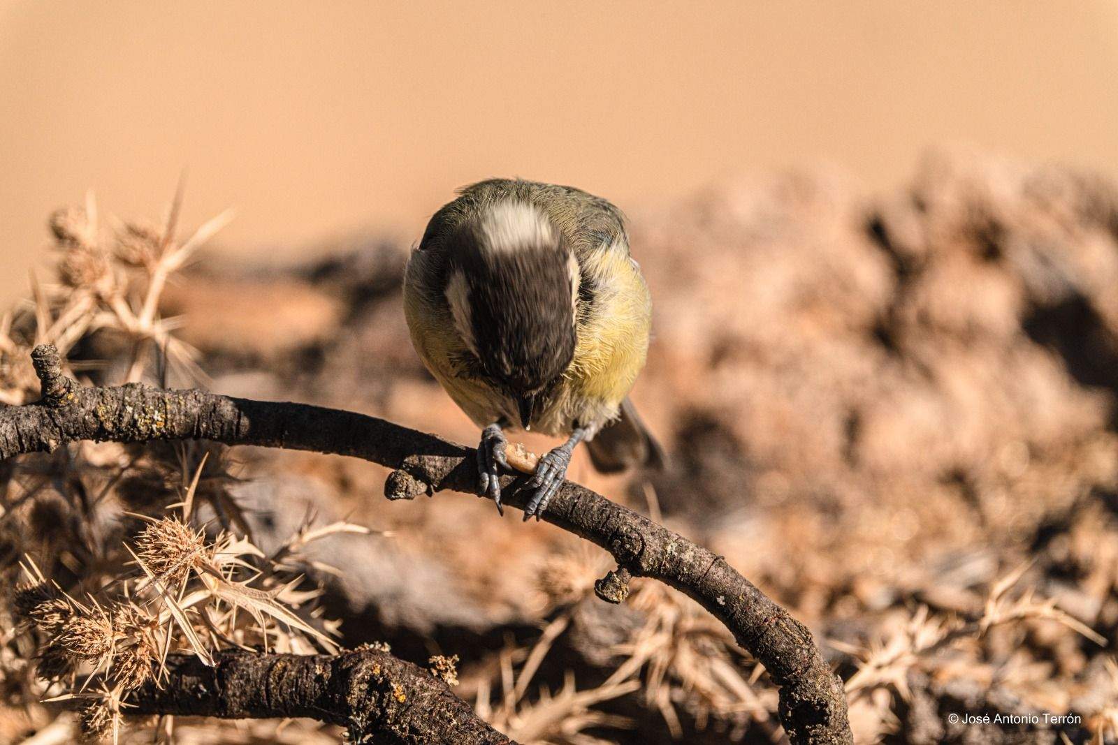 El Carbonero coge la semilla con las dos patitas. Foto José Antonio Terrón 