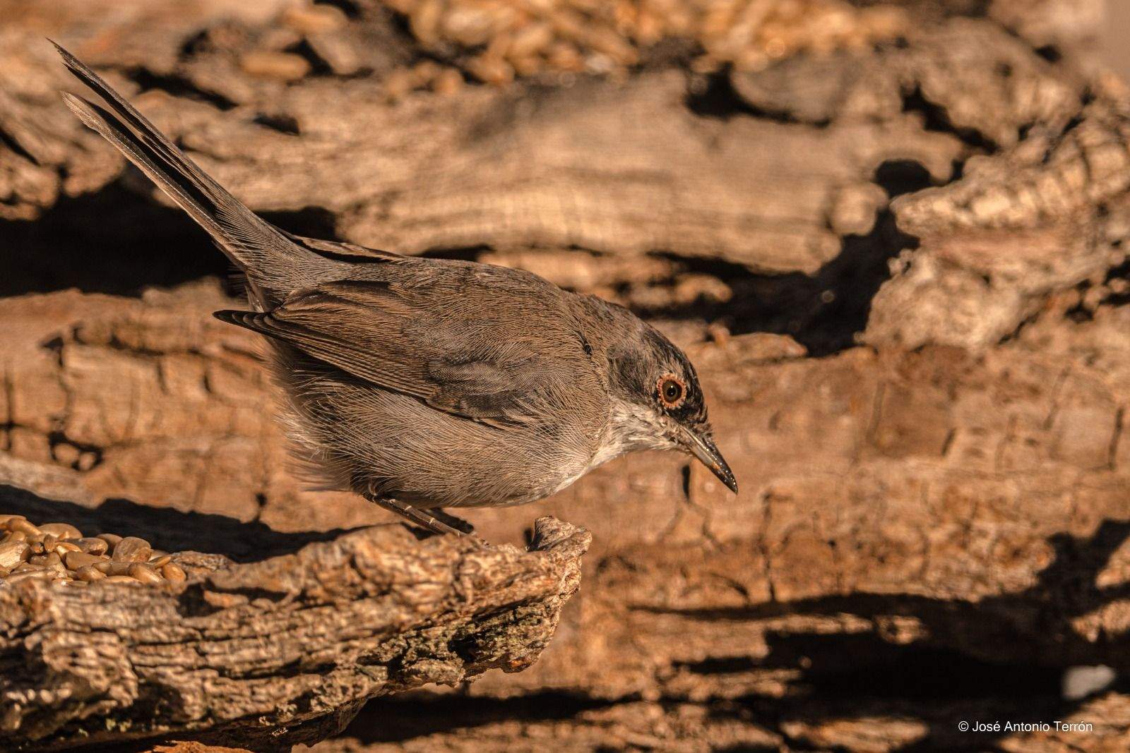 Curruca. Foto José Antonio Terrón 
