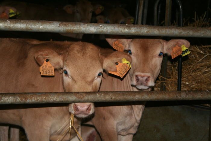 Denegada la DIA a una explotación de vacuno de cebo en Torralba de Aragón