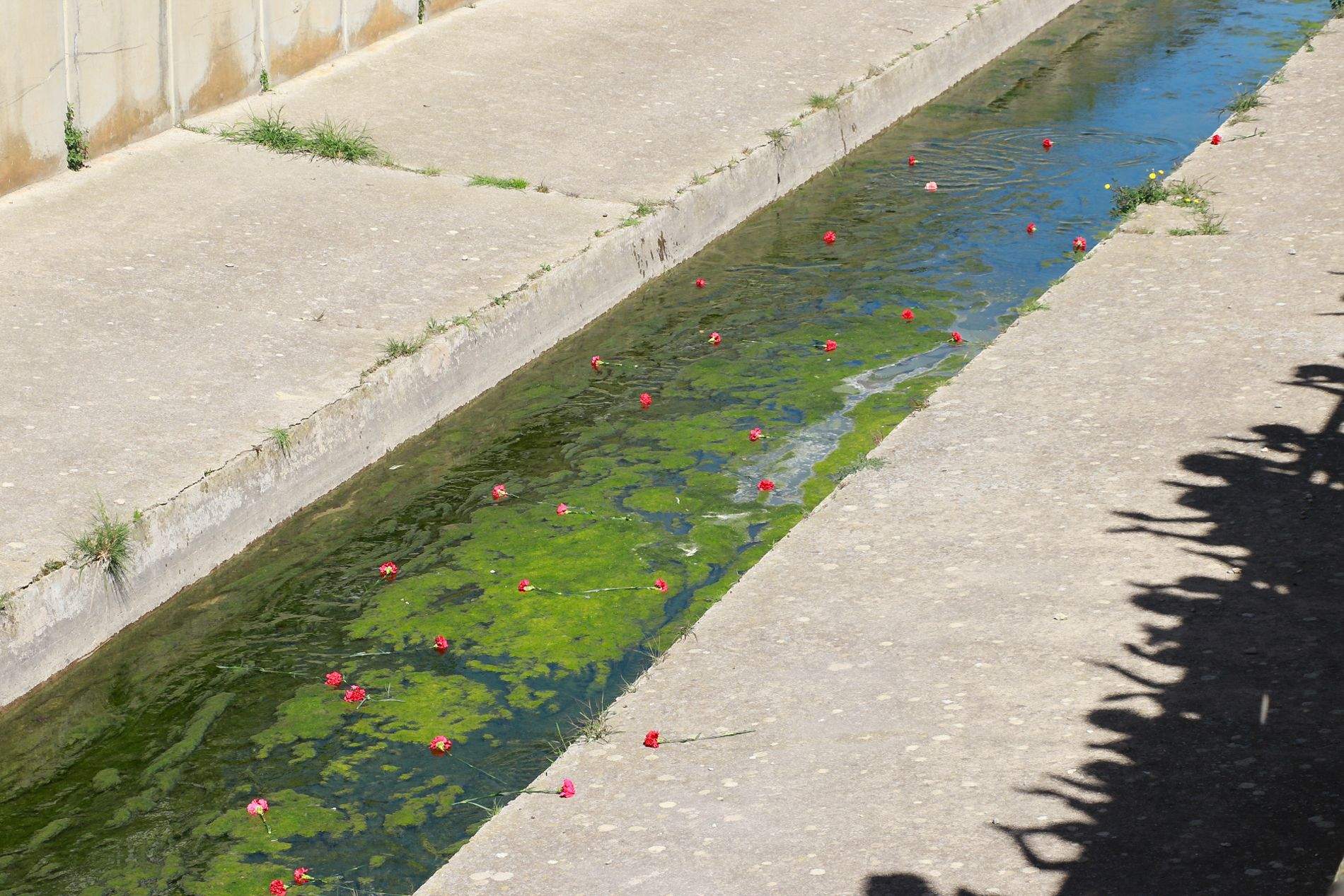 Celebración del acto de lanzamiento de claveles al Isuela en recuerdo de las víctimas del holocausto gitano. Foto Estela Alcay