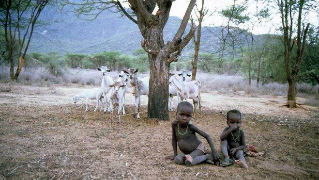 Los niños y las cabras Los niños y las cabras