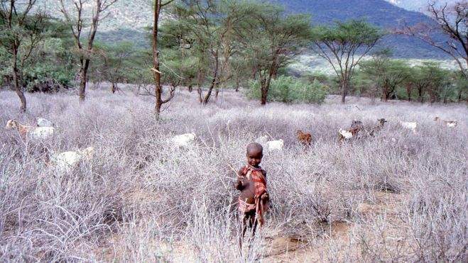 El hijo mayor pastoreando las cabras El hijo mayor pastoreando las cabras