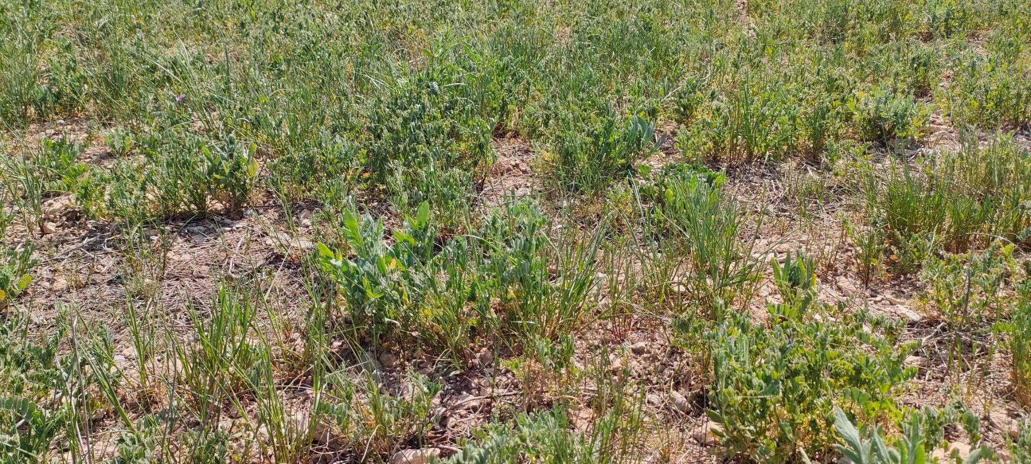 Veza en Almudévar. Foto Uaga-COAG