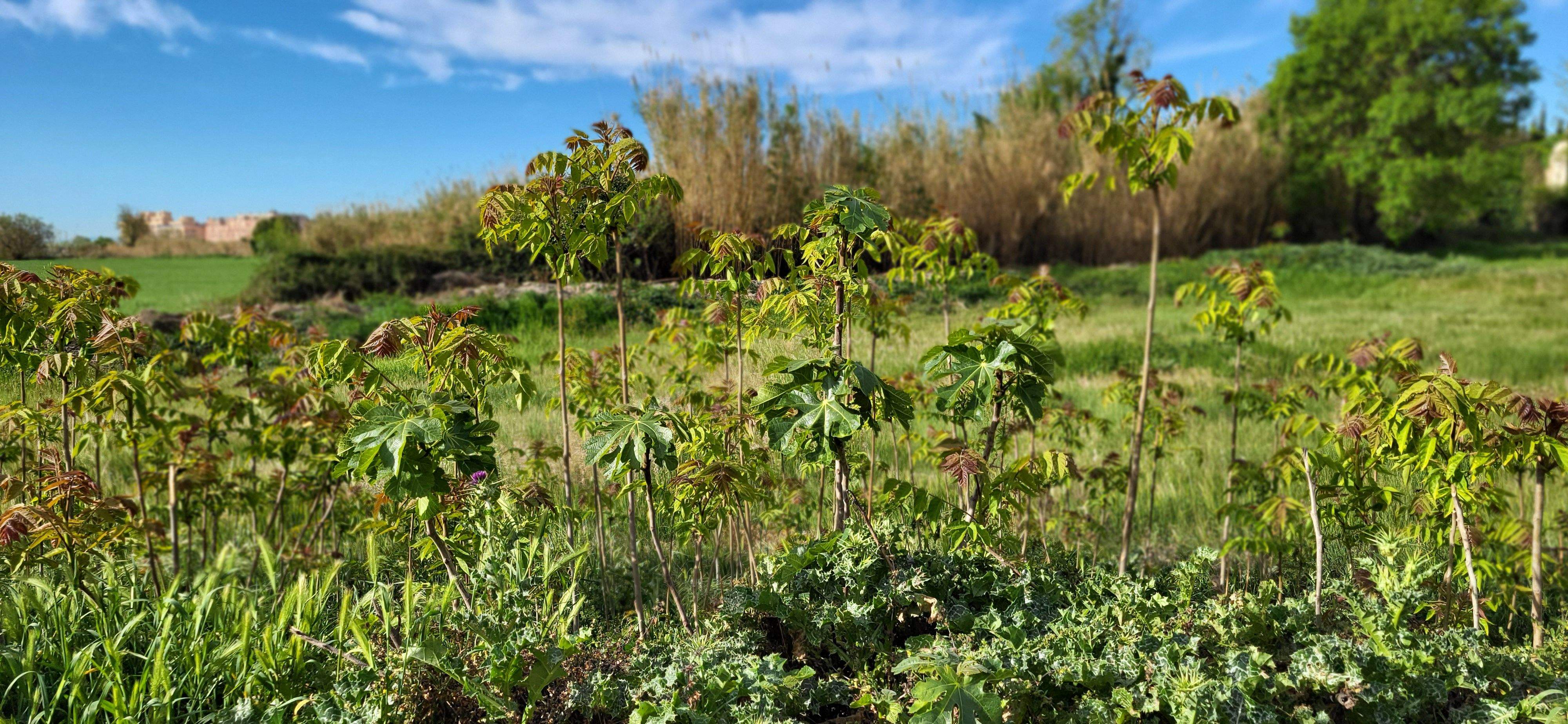 Marcha senderista del Camino de Santiago a su paso por Huesca. Foto Myriam Martínez