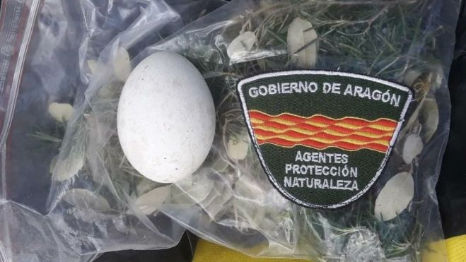 Huevo recuperado de la puesta de Petronila.