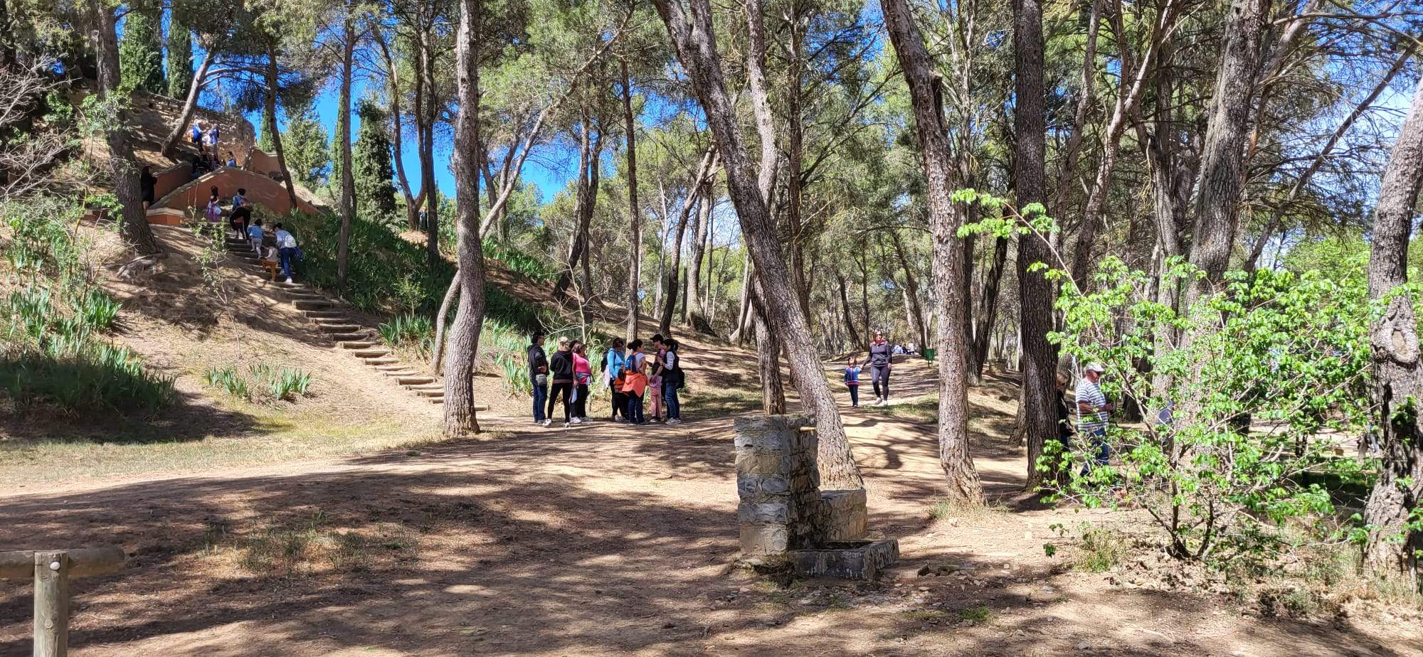 La actuación contra la plaga de procesionaria se inicia en el Cerro de San Jorge.