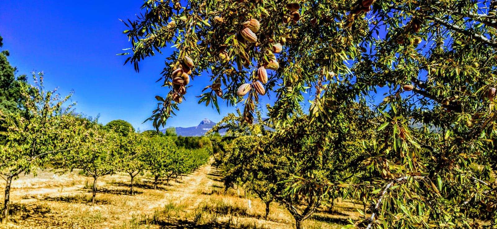 Cosecha de almendras a pie de Sierra de Gratal. Foto Joaquín Santafé 