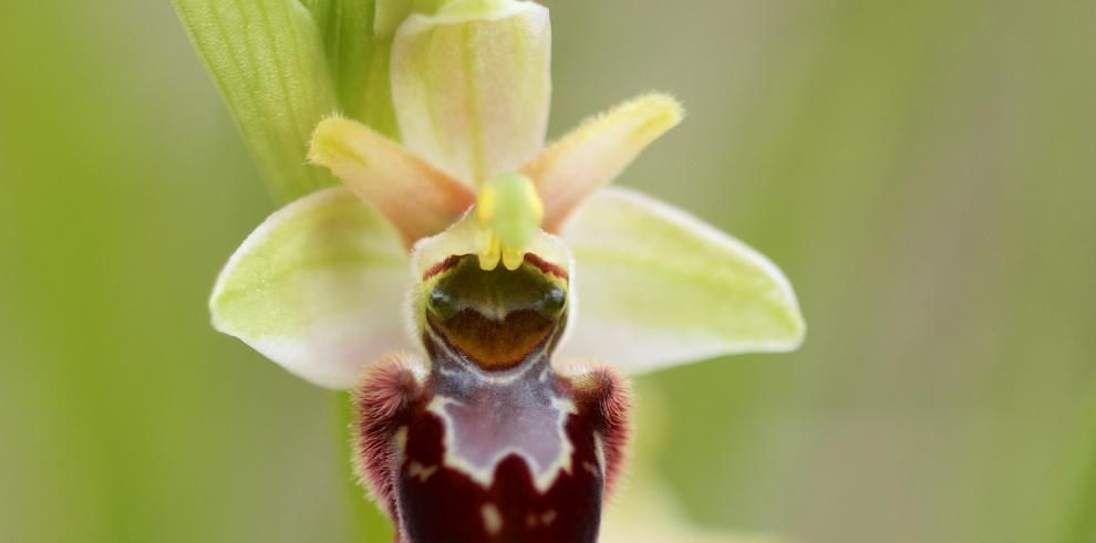 Una guía identifica las 34 especies de orquídeas conocidas en el parque de Ordesa.