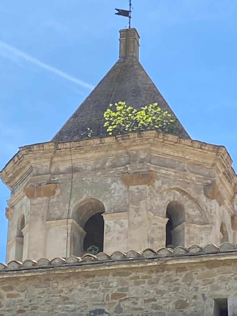 Higuera antigua y la que está emergiendo en Roda de Isábena