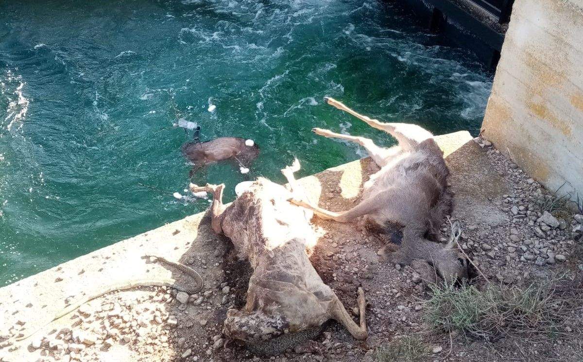 Dos corzos fueron retirados del agua, pero un tercero se quedó dentro del embalse