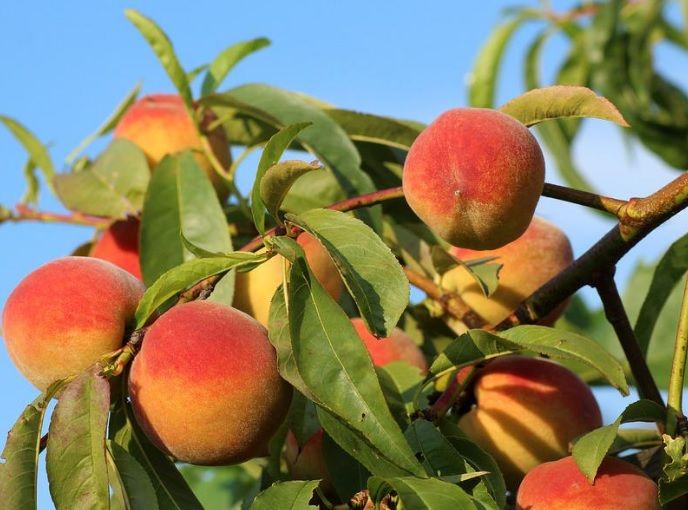 Los fruticultores padecen la subida de los seguros agrarios