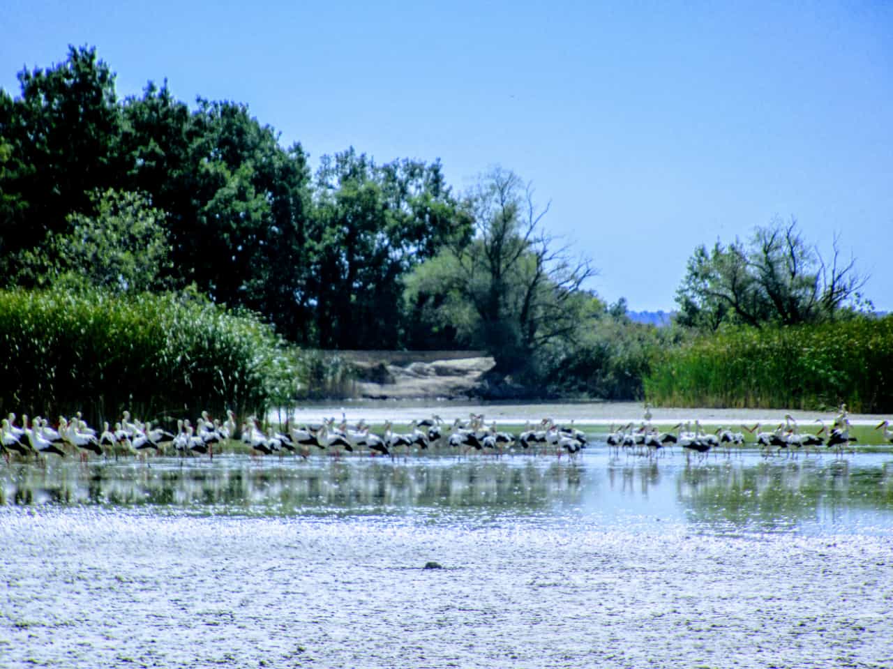 Las aves y otros animales silvestres están teniendo dificultades para encontrar humedales que les acojan. Foto Joaquín Santafé 