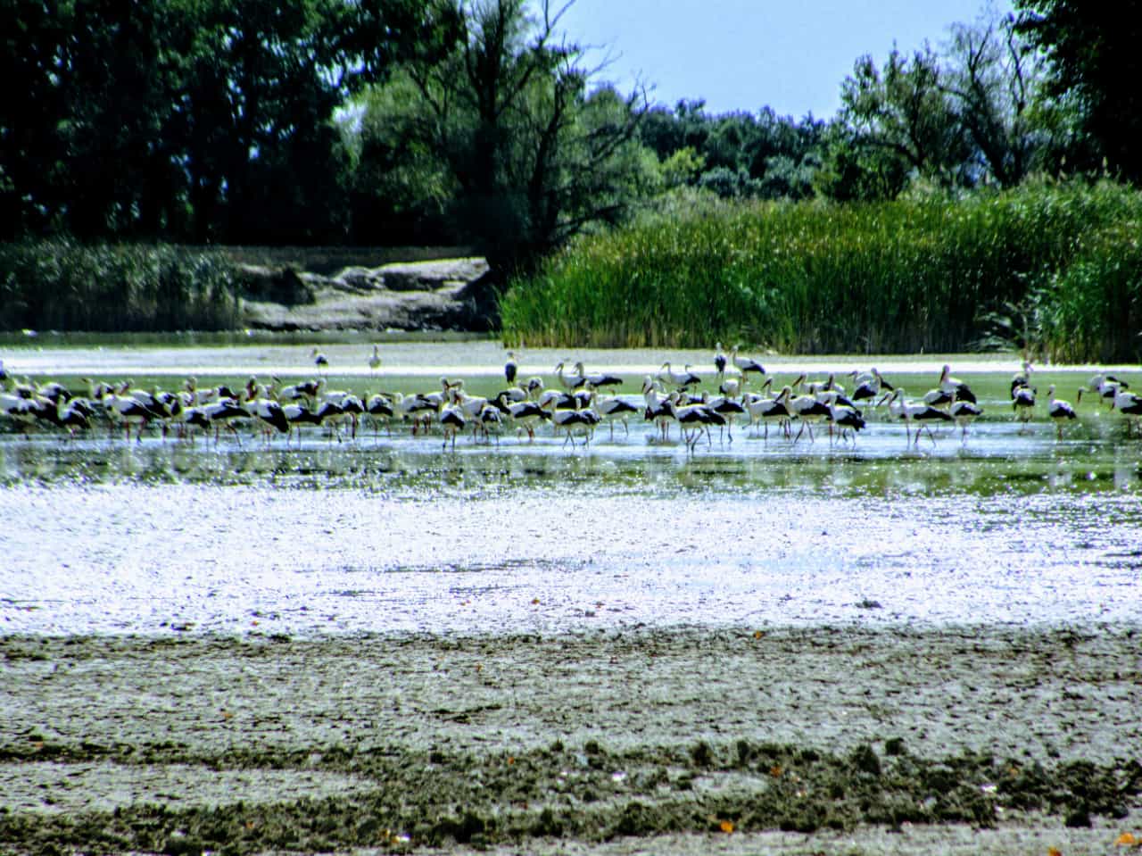 A primeras horas de la tarde encontré una numerosísima colonia de cigüeñas sobre el agua. Foto Joaquín Santafé 