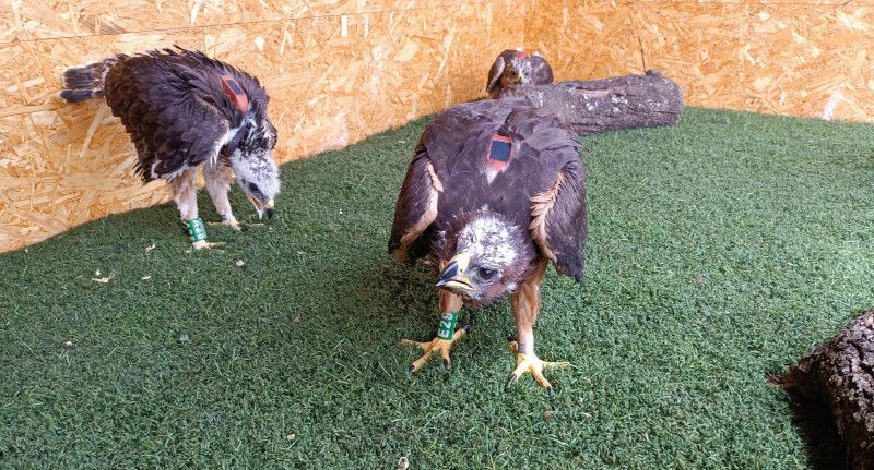 Llegada de cuatro águilas perdiceras a la Sierra de Guara