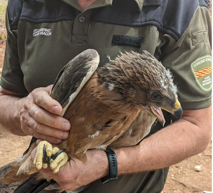 Llegada de cuatro águilas perdiceras a la Sierra de Guara