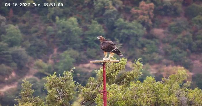 Imagen de fototrampeo de una de las águilas de Bonelli liberadas la sierra de Guara el año pasado.