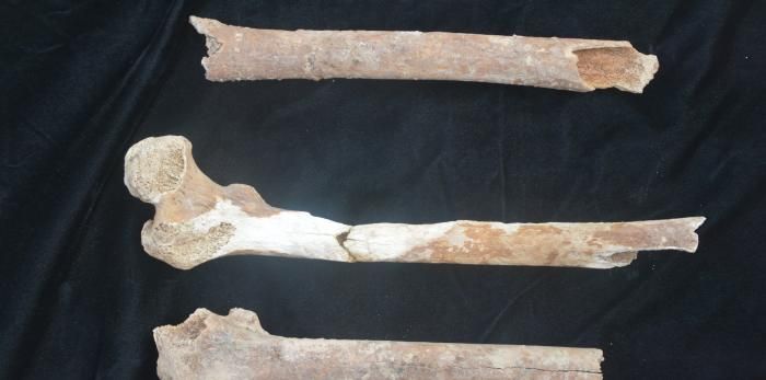 Restos de tres individuos en la Catedral de Huesca