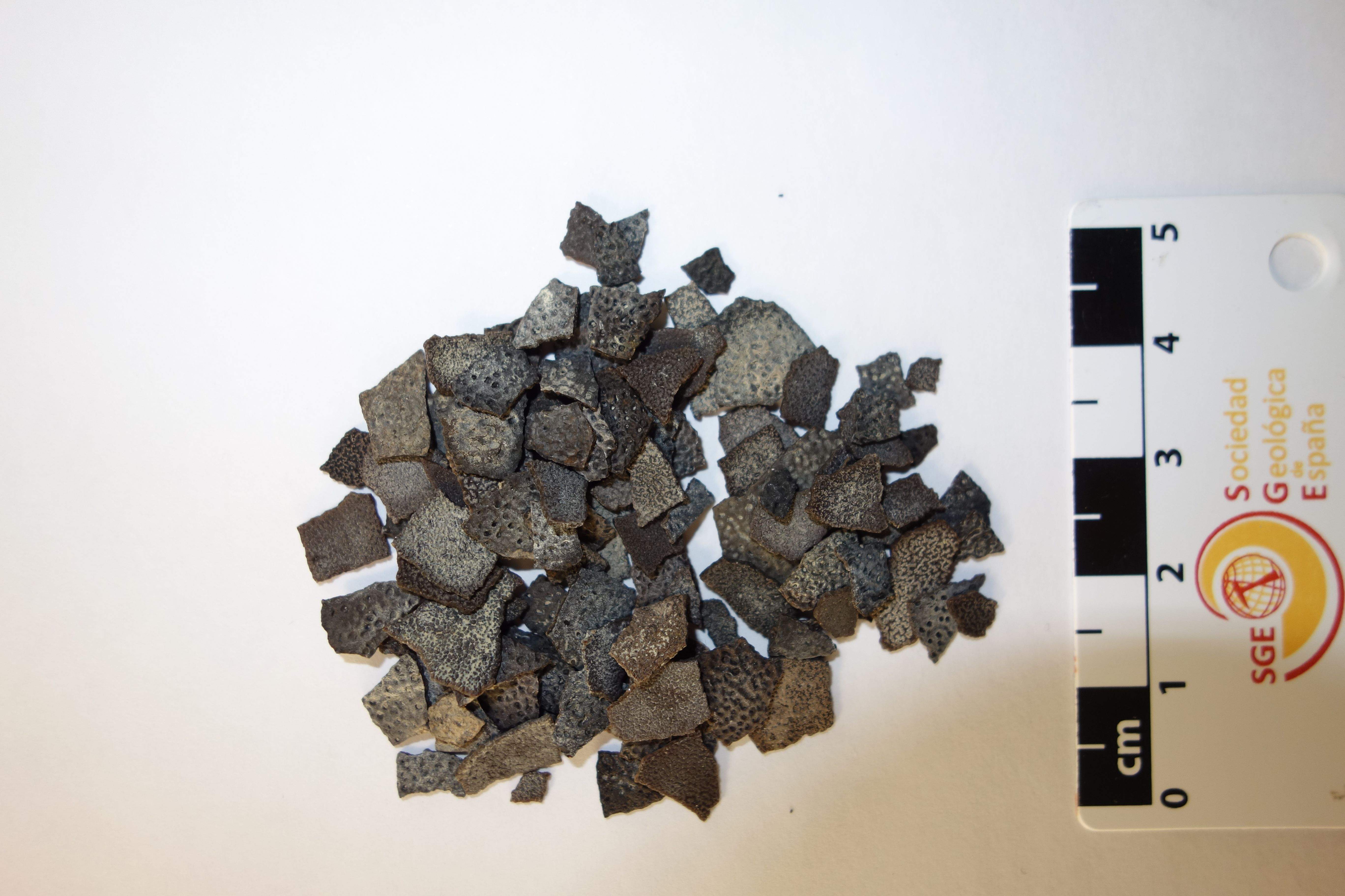 Cáscaras de huevos de cocodrilo descritas por el grupo.