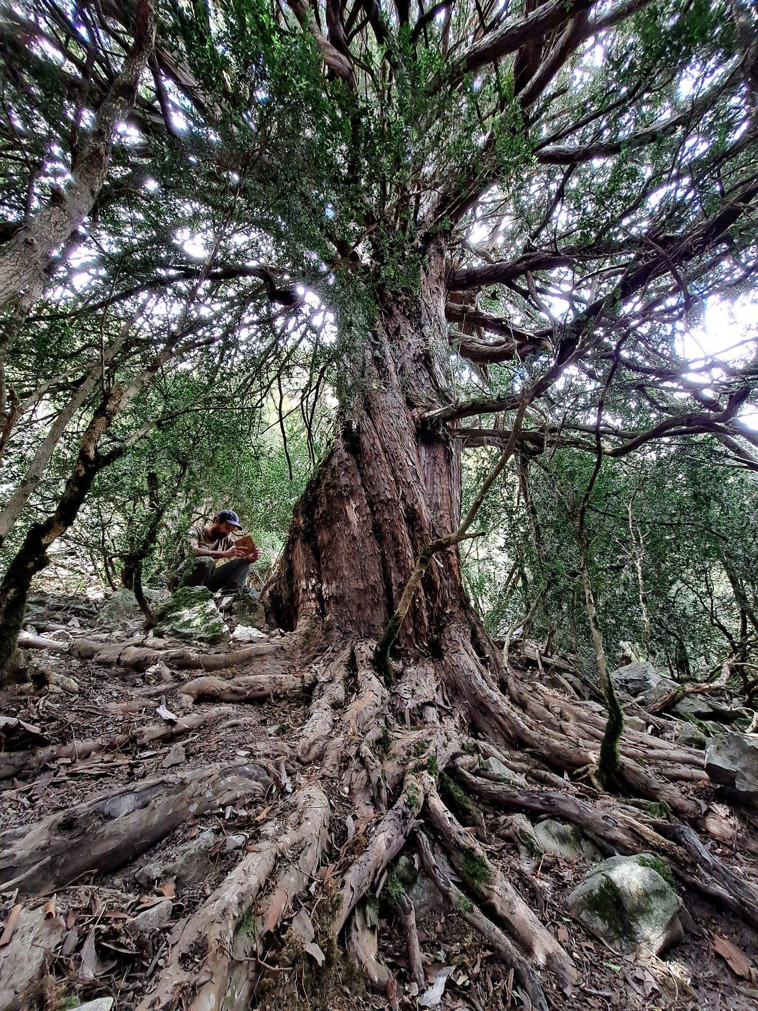 Uno de los tejos monumentales hallados en el Parque Nacional de Ordesa. Foto: Carlos Benedé/Jorge Gracia