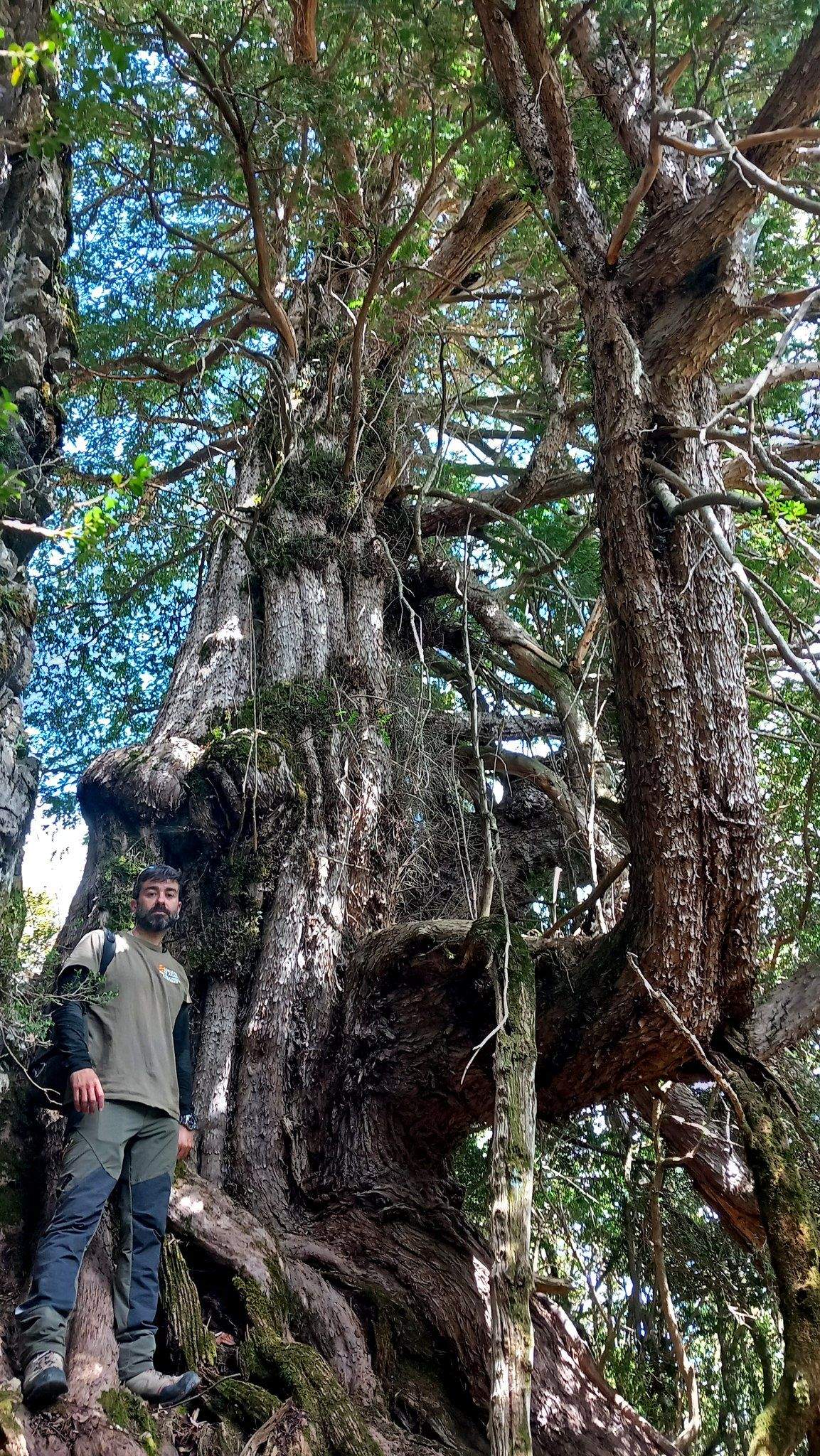  Tejos monumentales descubiertos en el Parque Nacional de Ordesa.  Foto: Carlos Benedé/Jorge Gracia