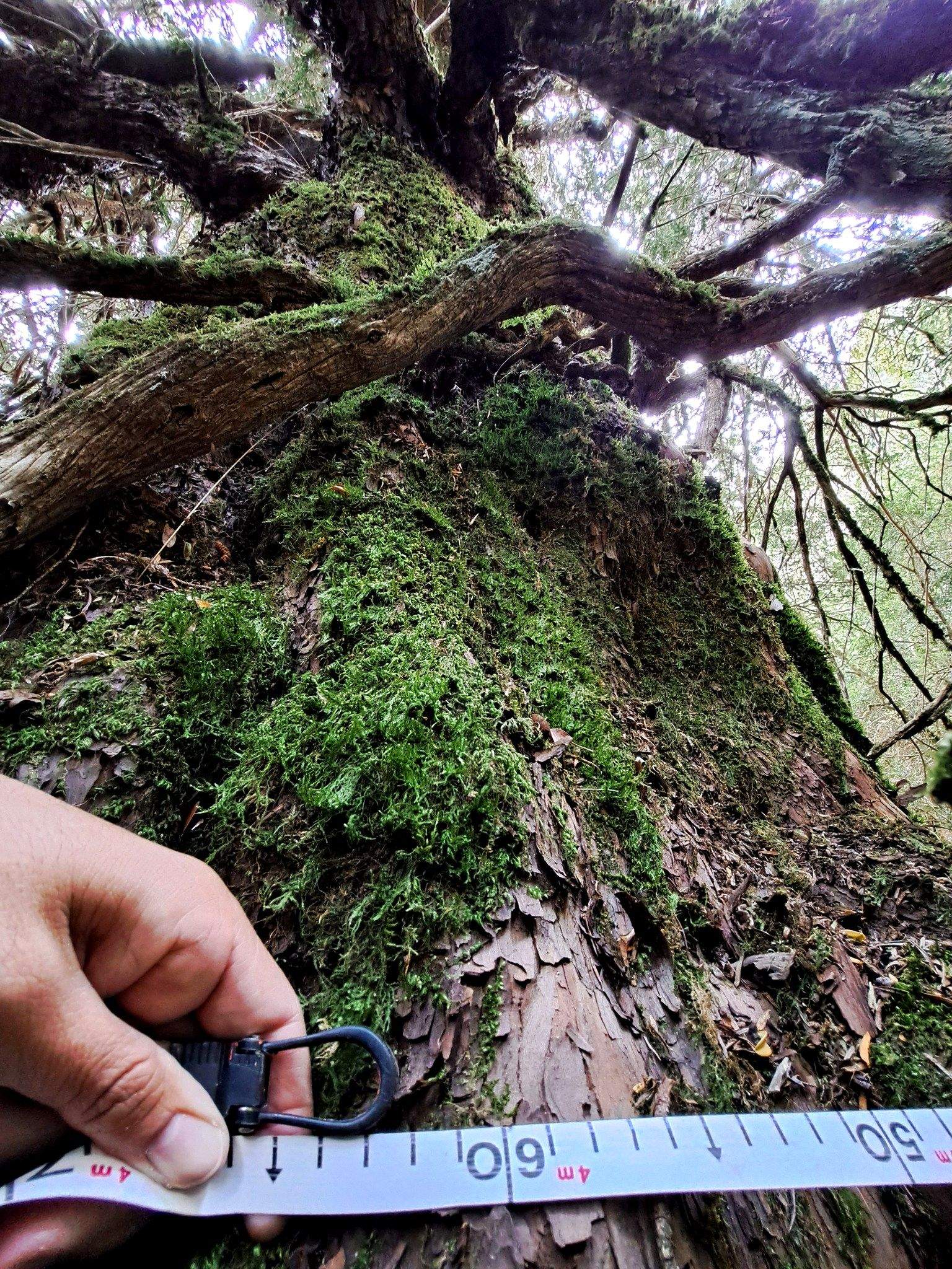  Tejos monumentales descubiertos en el Parque Nacional de Ordesa.  Foto: Carlos Benedé/Jorge Gracia