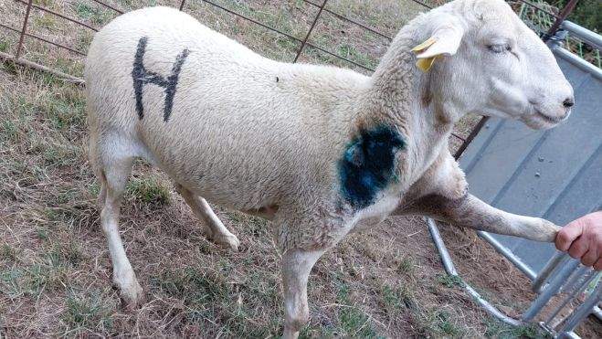 Oveja herida del rebaño que ha sido atacado por el oso en Hecho. Oveja herida del rebaño que ha sido atacado por el oso en Hecho.