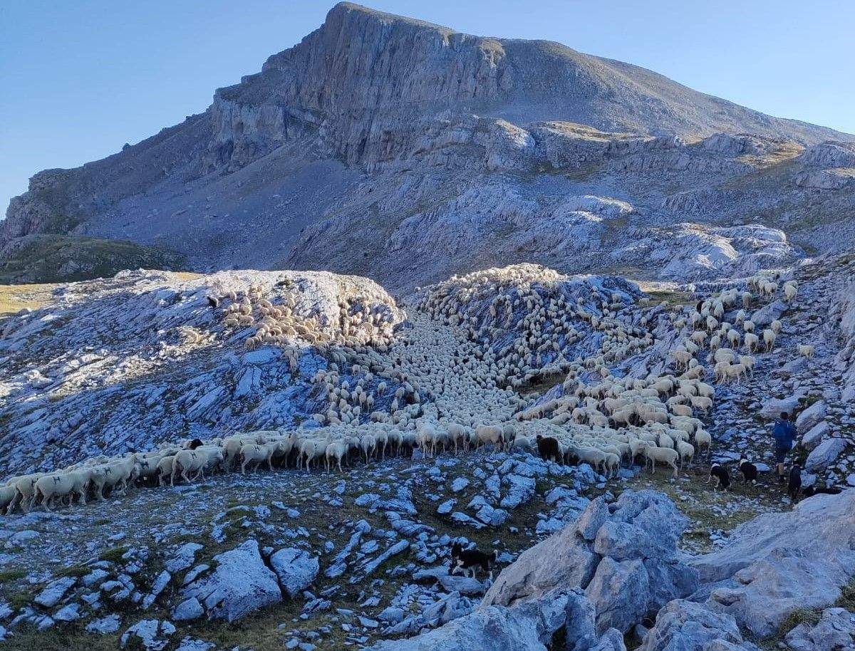 Rebaño que ha sufrido el ataque entre los montes de Alano y Petriza Rebaño que ha sufrido el ataque entre los montes de Alano y Petriza
