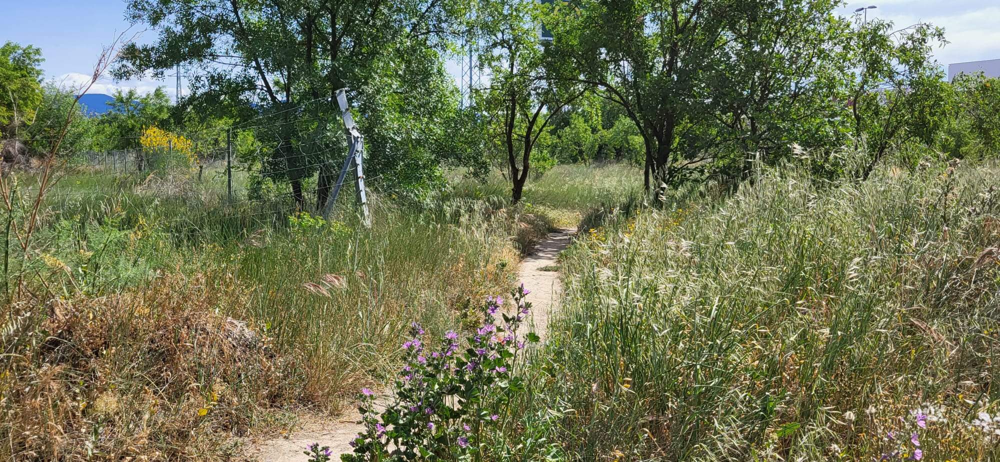 Un recorrido por el Camino de Miquera en Huesca