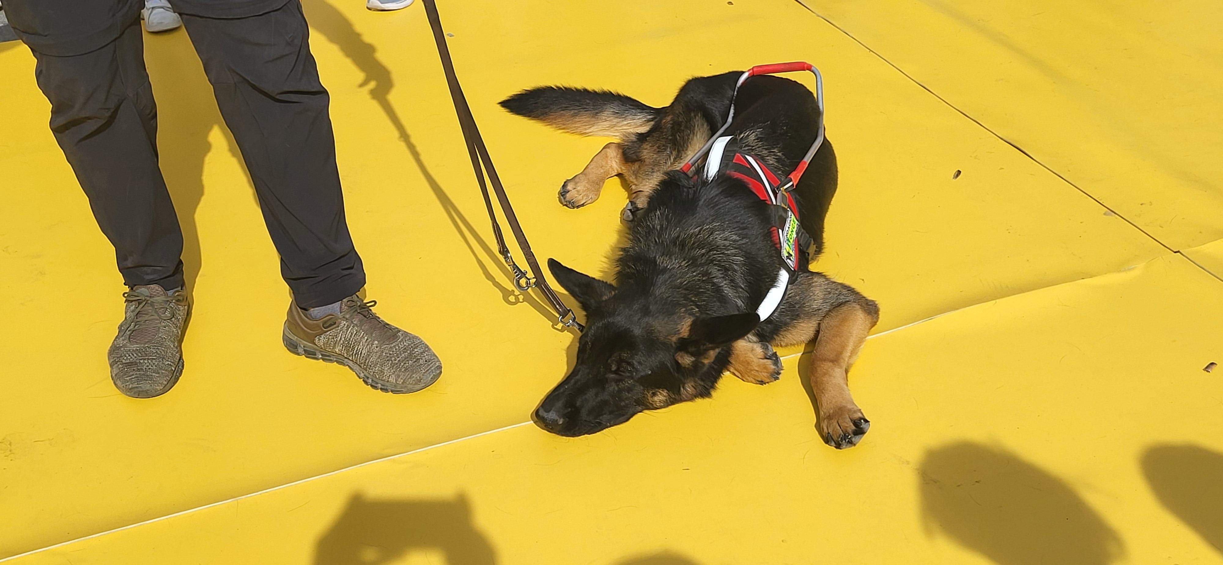 Exhibición con perros guía de la ONCE en Huesca. Foto Myriam Martínez