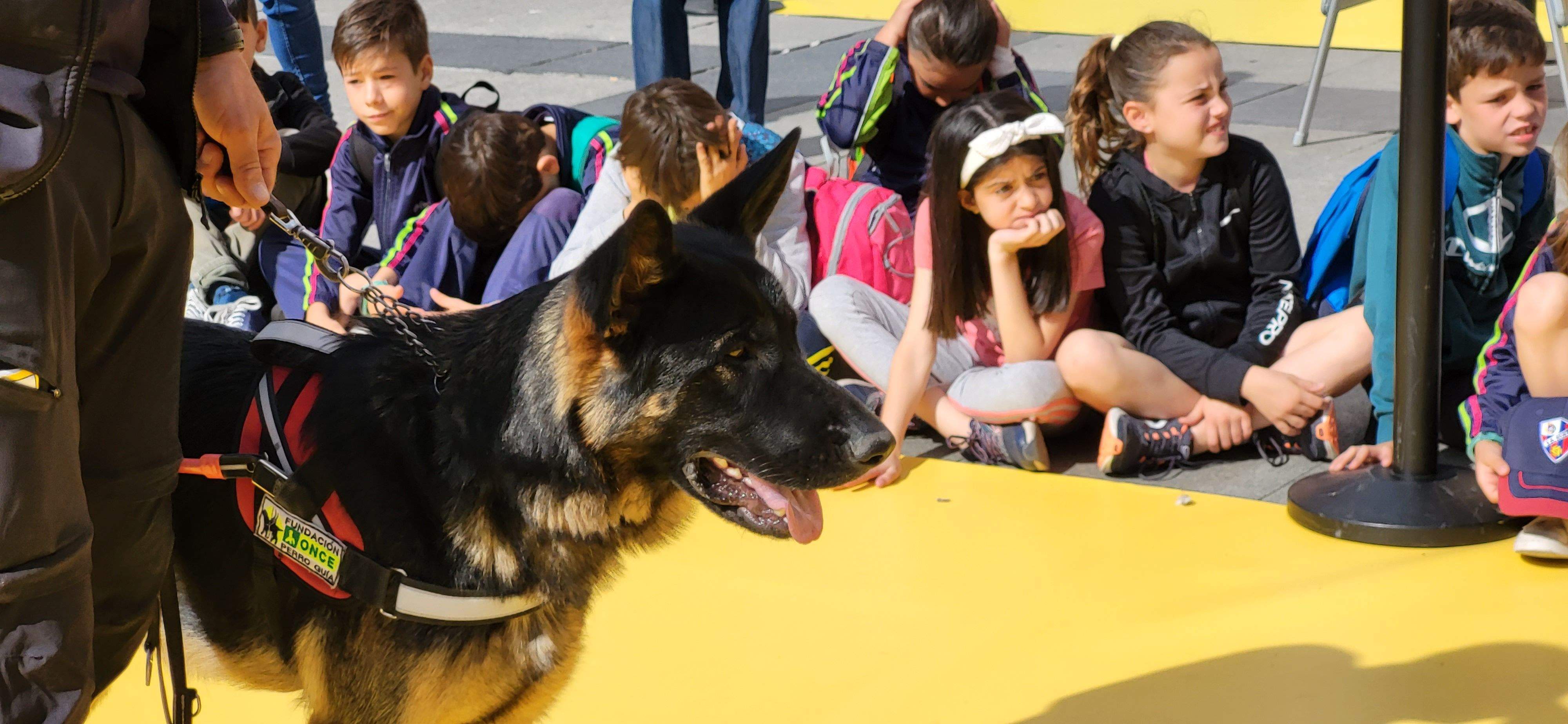 Exhibición con perros guía de la ONCE en Huesca. Foto Myriam Martínez