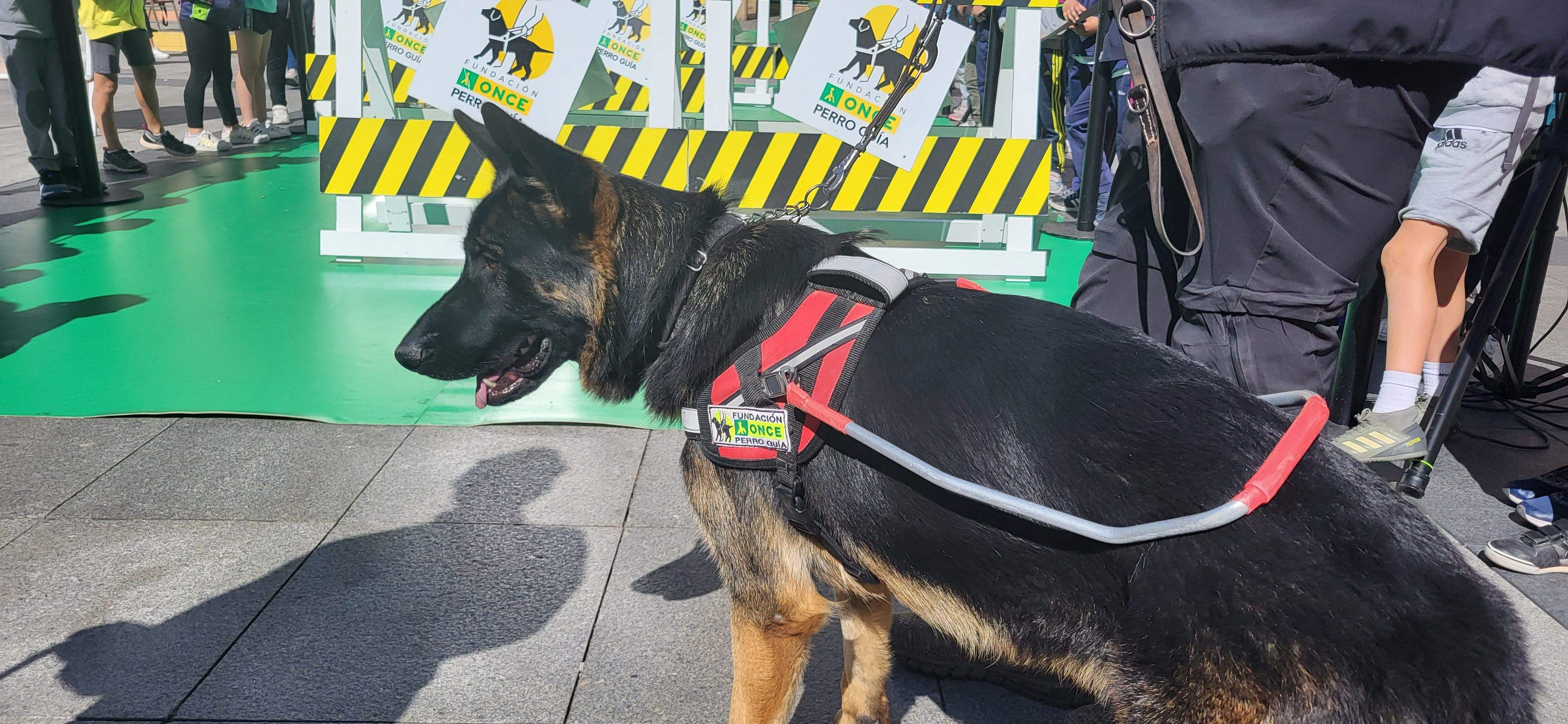 Exhibición con perros guía de la ONCE en Huesca. Foto Myriam Martínez
